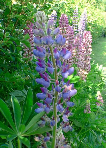 Lupine