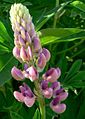 Lupine2