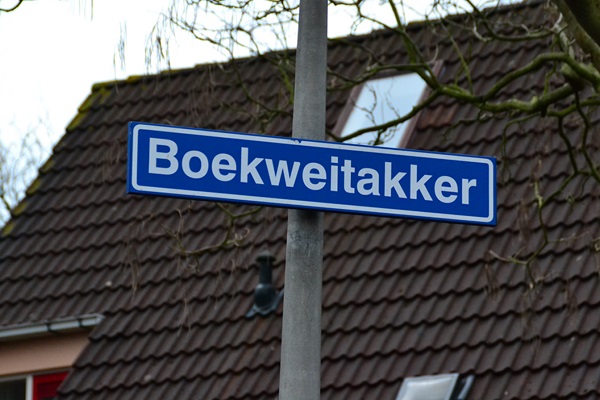 boekweitakker1