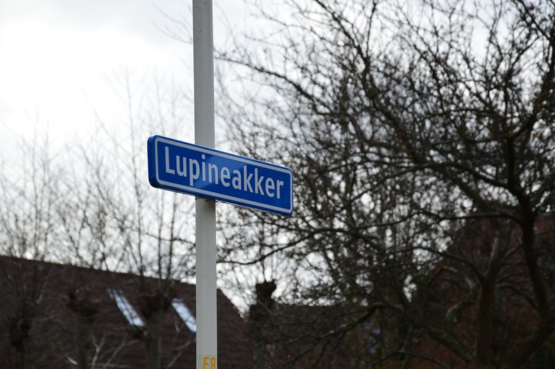 lupineakker