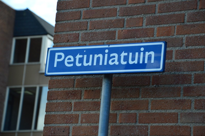 petuniatuin 1