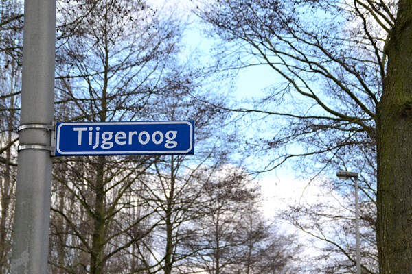 tijgeroog