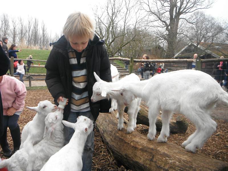 lok-geertje-geitjes-voeren