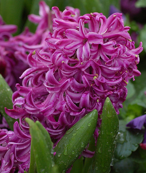 Hyacinth