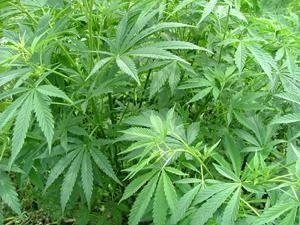 Cannabis-sativa