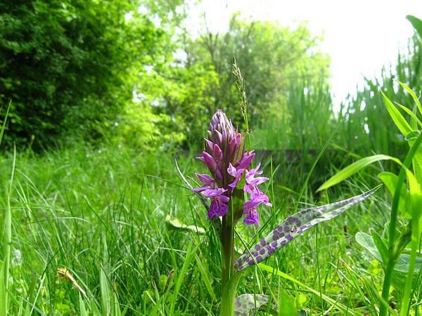 natuurtuin Zoetermeer