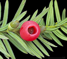 Taxus baccata