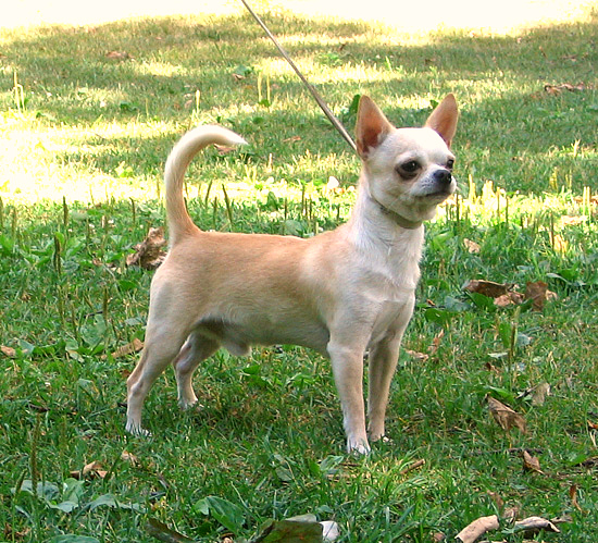 Chihuahuasmoothcoat