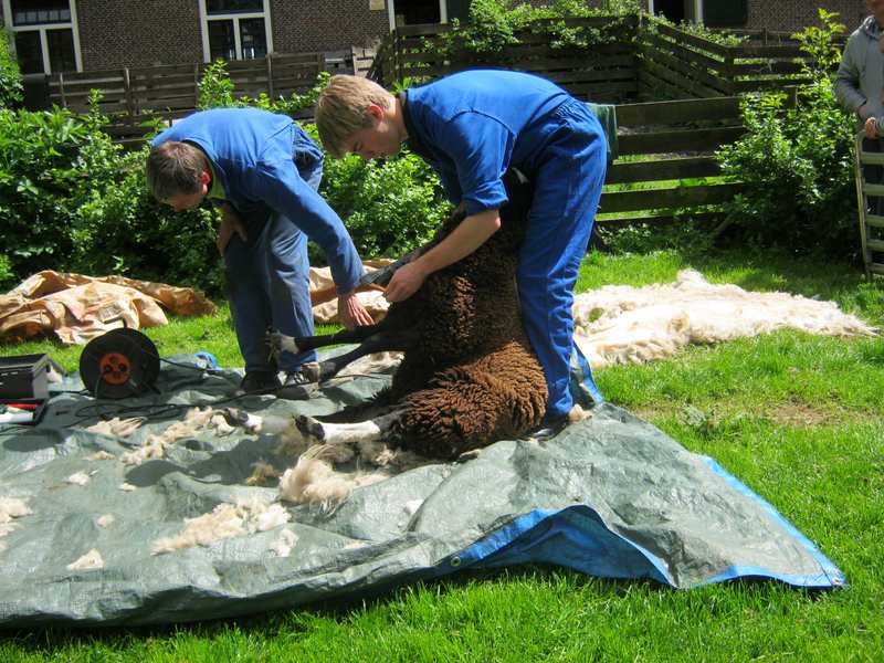 sit-schapen-scheren